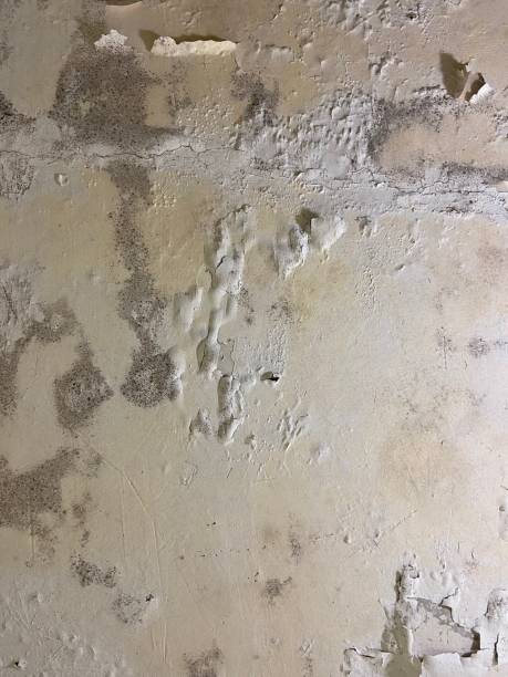 Office Mold Removal Services in Coopersburg, PA