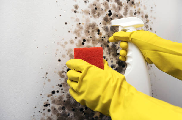 Best Residential Mold Removal  in Coopersburg, PA