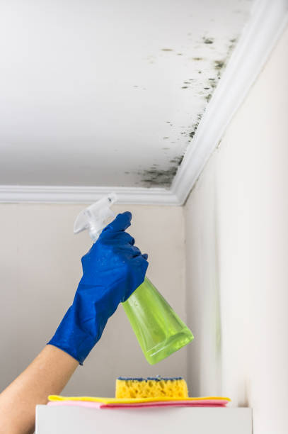 Best Crawl Space Mold Removal  in Coopersburg, PA